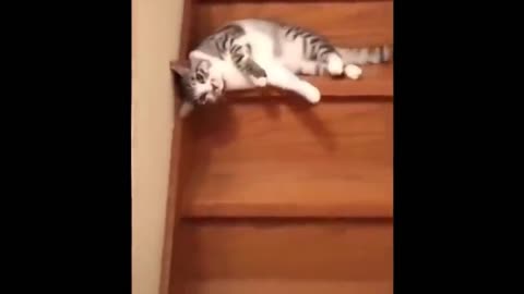 you would never have seen amazing funny cat video this cat is very amazing funny cat comedy video