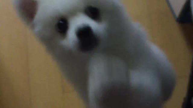 The dog is waiting for a snack.