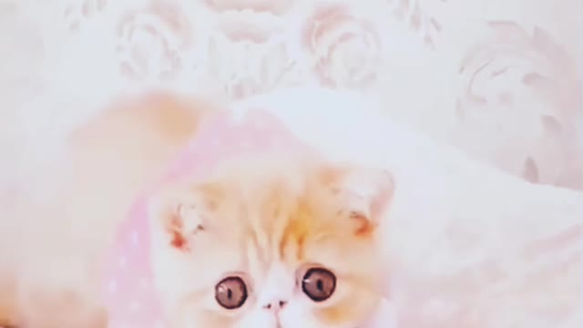 Most Funny Animal Video| Funny Cat and Dog video | animal viral videos|