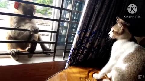Cats with monkey fanny fighting short video.