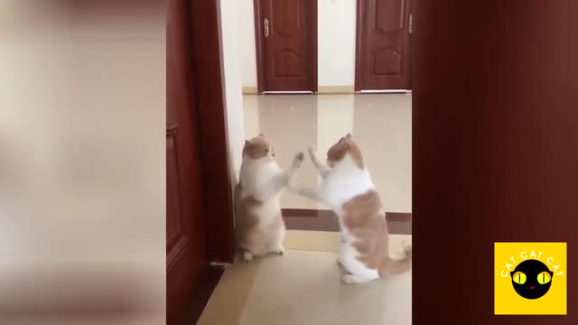 Funny Cats Compilation