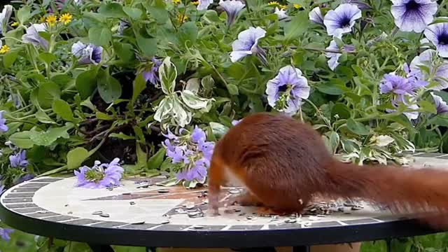 The squirrel eats awkwardly on the beautiful flower hill