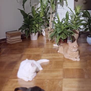 14-Year-Old Israeli American Girl Suffers and Dies from COVID Vaccine