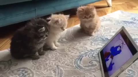 Kittens watching cartoons