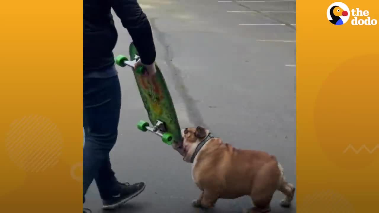 Bulldog Obsessed With His Skateboard Hates When His Parents Try To Take It Away From Him | The Dodo