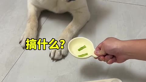 DOG Teaching | Dog Training Tips | Dog Food | Dog Training Videos