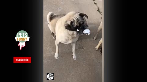 Pug video's that will make you laugh.