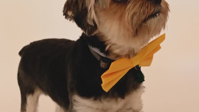 Dog with Yellow Bow Tie