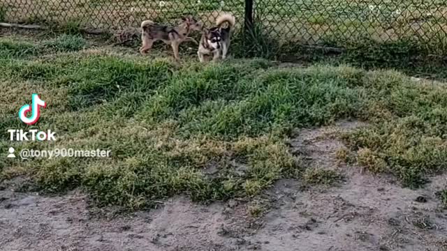 Dogs having fun