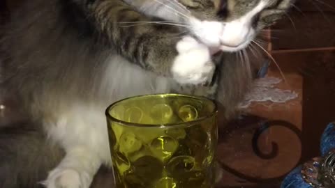 Cat drinks water out of cup