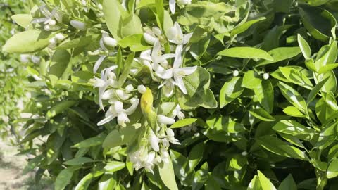 Orange blossoms