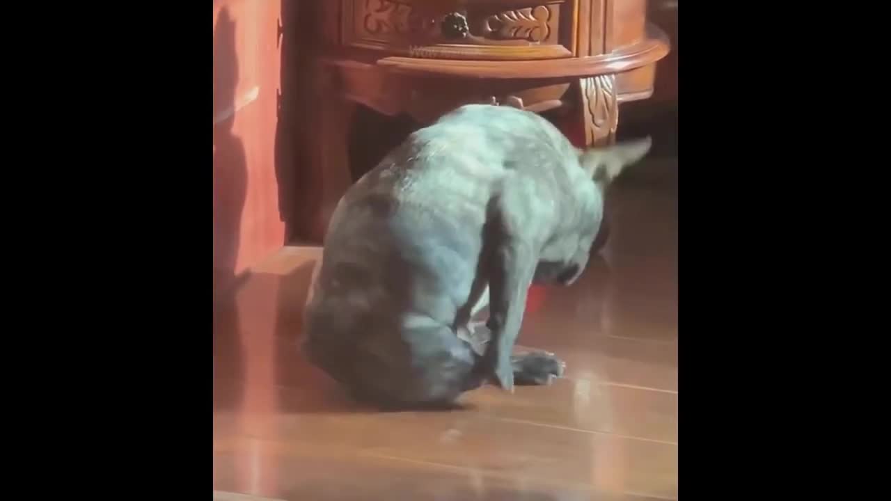 Funniest Dogs And Cats - Best Of The 2022 Funny Animal Videos #11