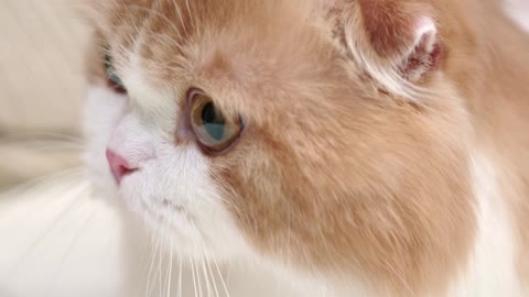 just a word to this wonderful cat
