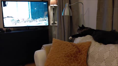 Cat loves watching big cats on TV