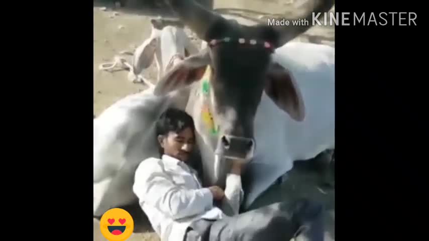 True Love Between Man and Cow🐄