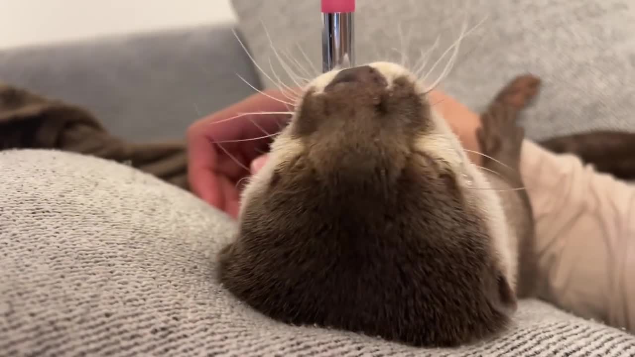 Otter drinking water like a baby