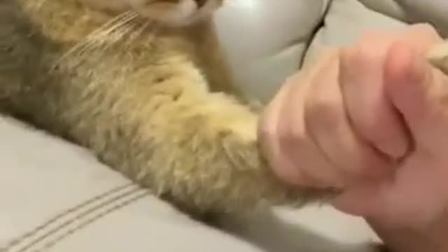 🐈🐈🐈🐈🐈🐈🐈🐈🐈