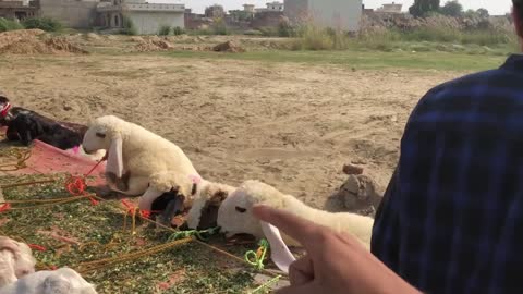 Bakra Pasand Nahi aaya Or Parrot b Mar Gayap3