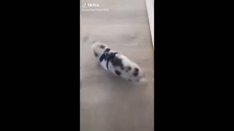 Cute pig scares and run fast and furious..