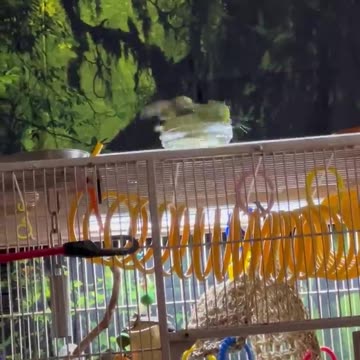 Maddie being adorable in the community water bowl.