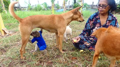 Monkey and dogs are best friends / Cut baby monkey love to ride and hug dog