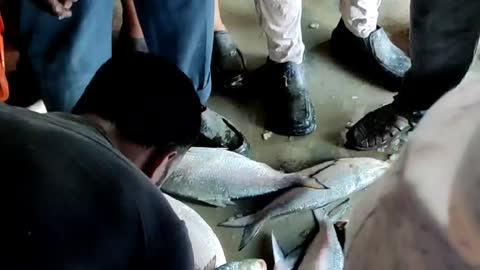 Digha mohana fish auction market