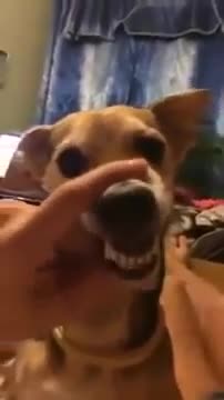 |Dog Video||Angry dog growling LA LA LA|