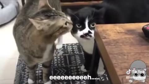 These cats can speak better English than Human