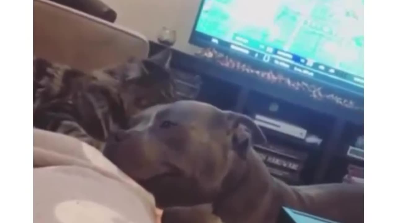 Cat loving on dog