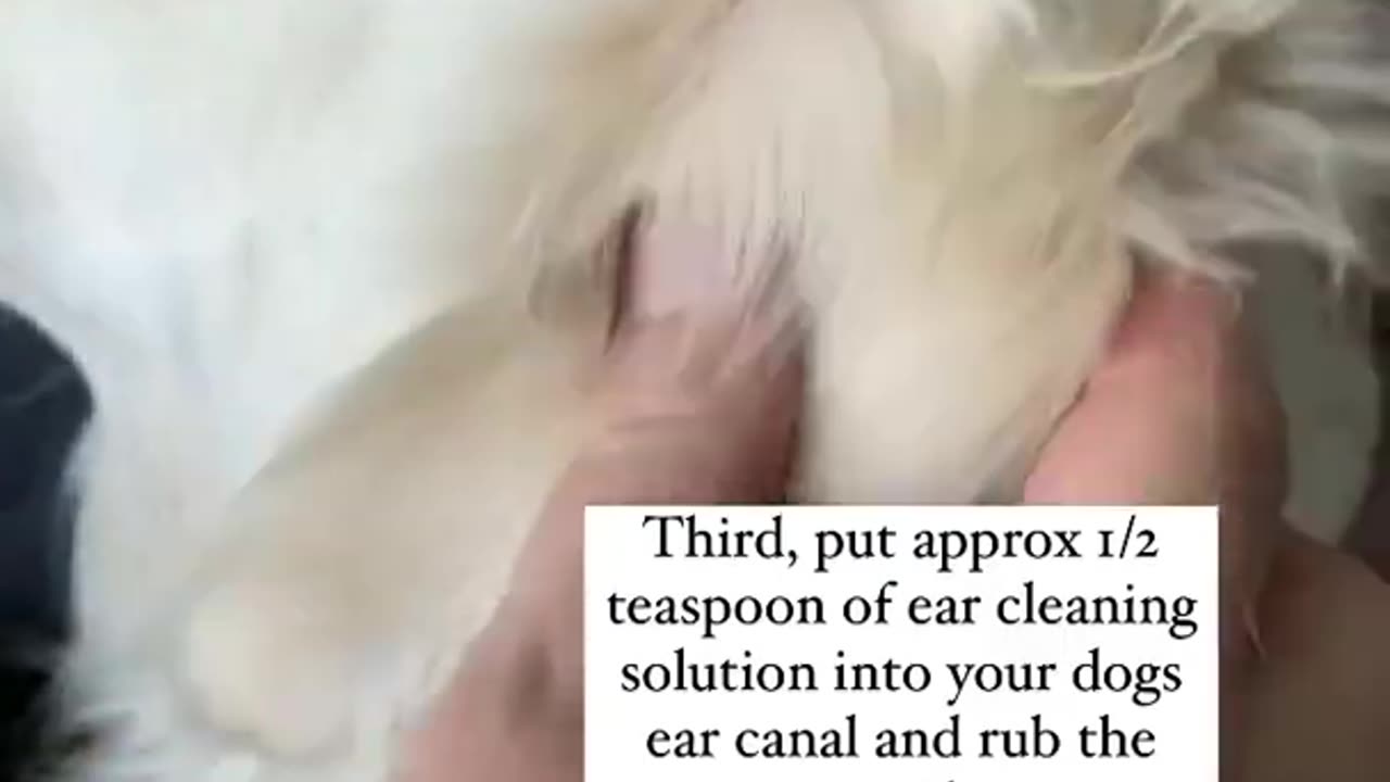 How to Clean your Dogs Ears!