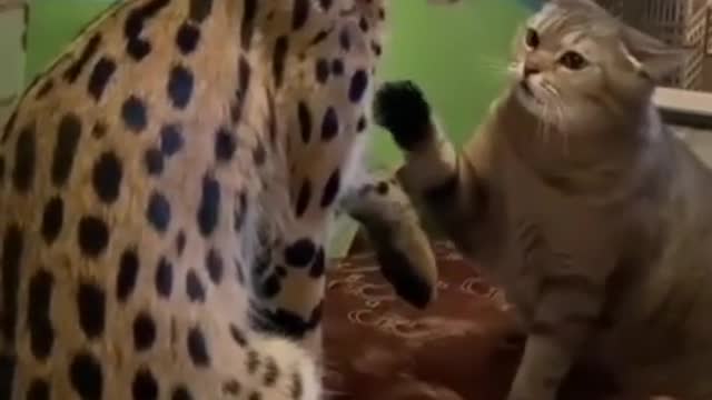 Cheetah Vs Cat