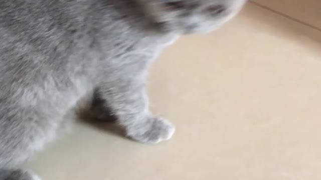 Cat sweeet 2