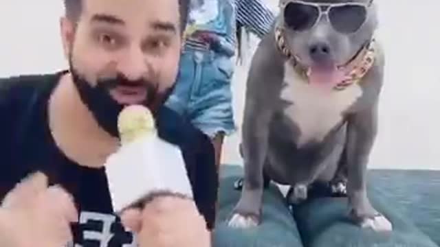 This Dog Brody is Always Funny 😆 #shorts | Harpreet SDC