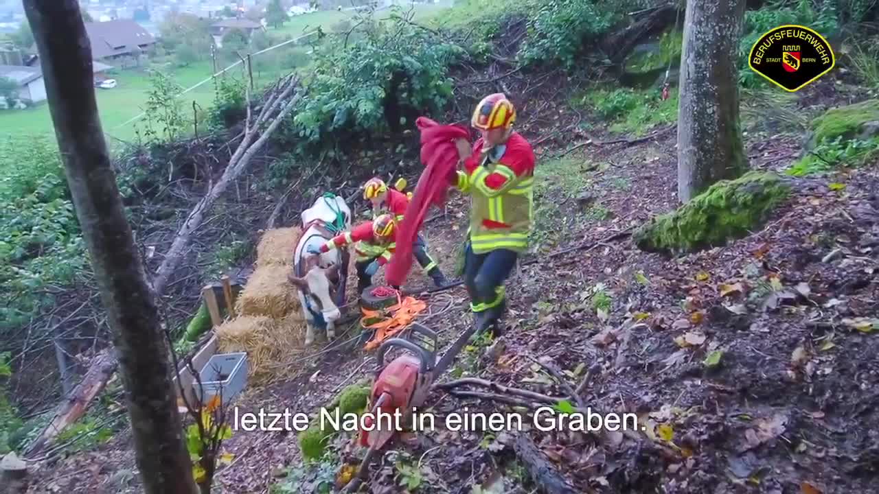 Elly The Stranded Cow Airlifted In Helicopter Rescue