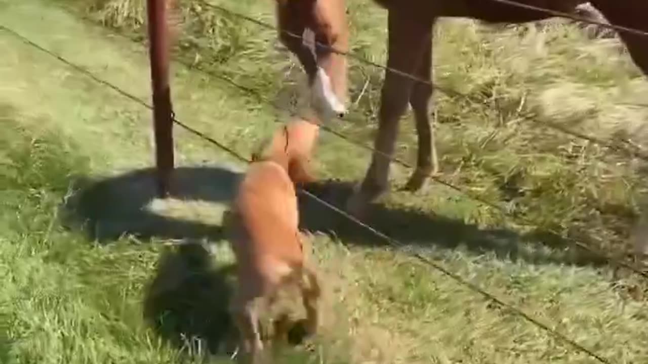 Friends come in all shapes and sizes..🐕🐾🐴😍