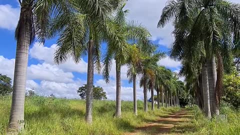 Vendo – Chácara no DF- 19.3 hectares- Núcleo Rural Nova Betânia