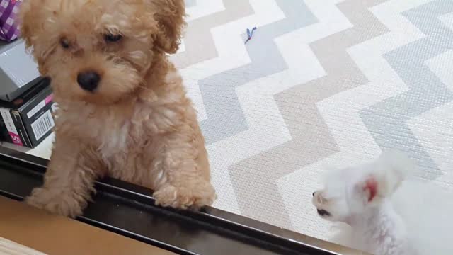 A cute puppy is looking at me pitifully because the threshold is high.