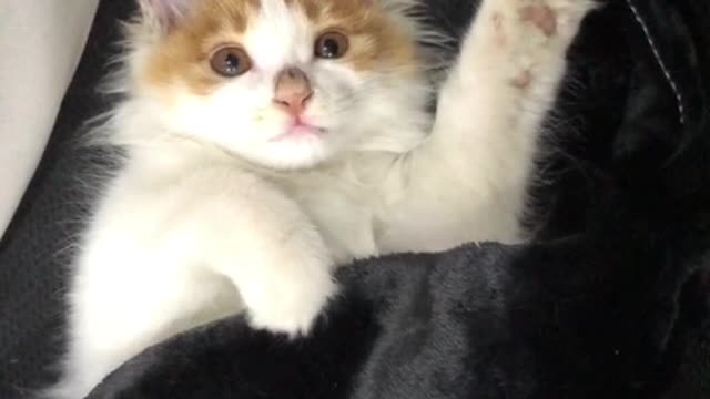 Beautiful Cat