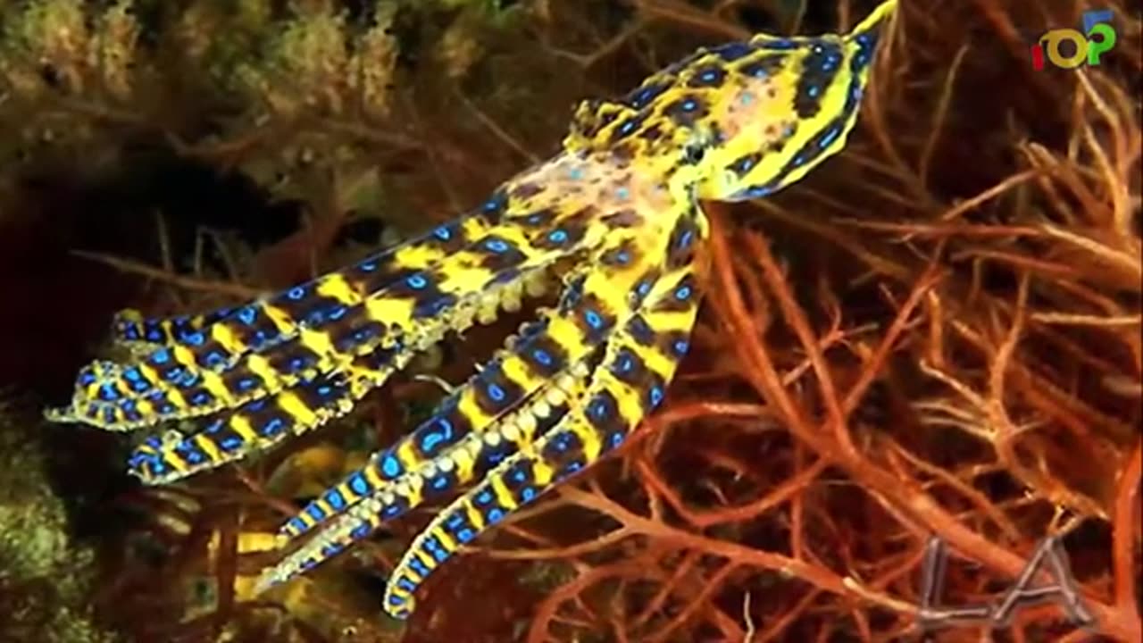 5 most dangerous sea animals