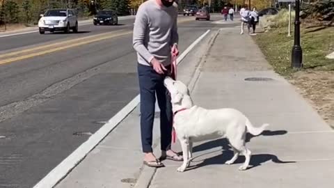 Dog Training | Tips For Dog Training | How To Train Your Dog