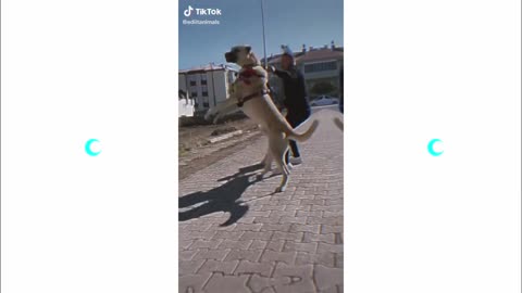 Most Badass Dog Glow Ups | 6