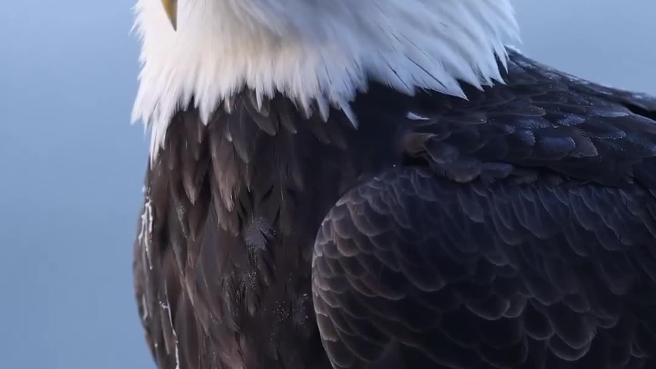 King of sky