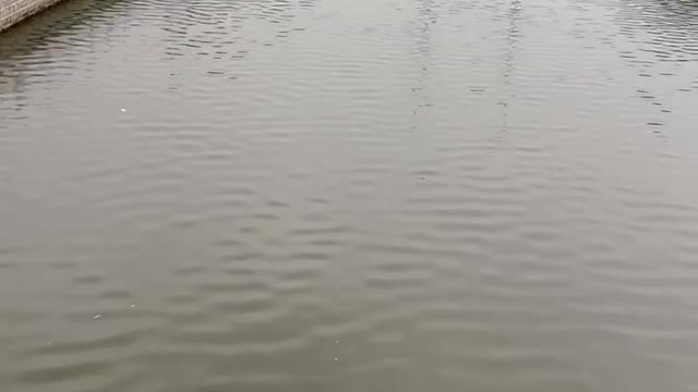 This is a very long river