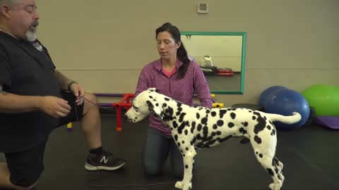 Dog training head straight video