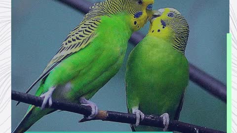 😍😍Cute parrot/💔⏯️ enteligent parrot/😍😍