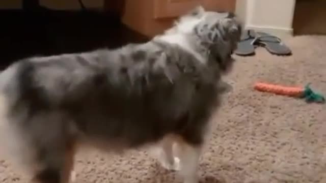 TWERKING DOG