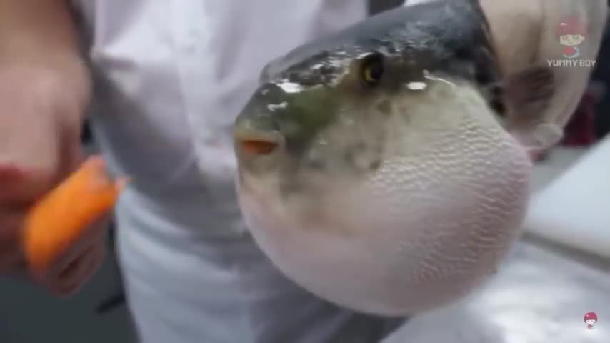 Pufferfish eats carrot (full video)