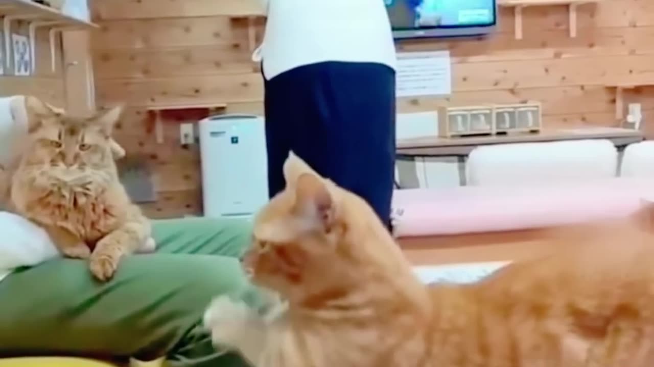 Cute cats funny videos ##cat reels ### cute pets