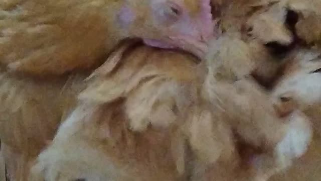 Chicken Warms Herself as Dog Steals Her Food