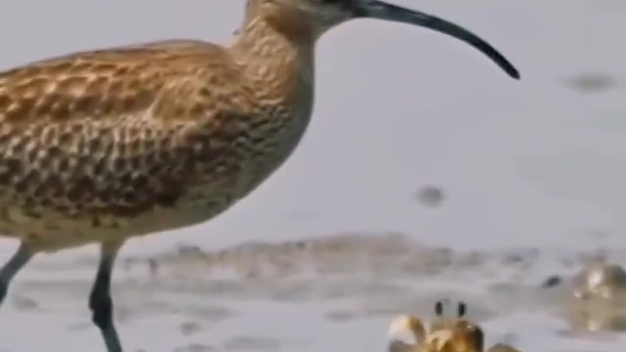 Funny animal video 2